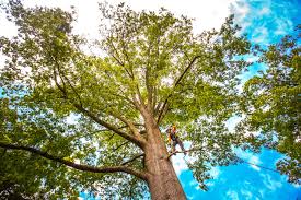 Trusted Wedgefield, FL  Tree Services Experts