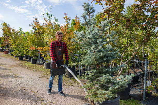 Best Tree Fertilization Services  in Wedgefield, FL