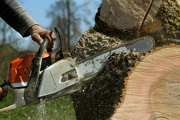 How Our Tree Care Process Works  in  Wedgefield, FL